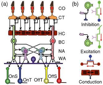 retina naturala (a) si artificiala (b) reprezentate schematic