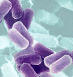 Bacterii