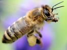 HoneyBee